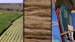 3 Bilder der Wertschöpfungskette von Hanf