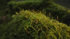 vlcsnap-2024-11-21-09h54m01s844